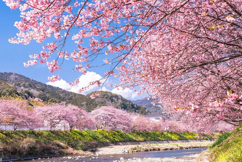 Chi phí du lịch Nhật Bản mùa hoa anh đào | Cập nhật mới nhất 2026  từ Du Lịch Triều Hảo