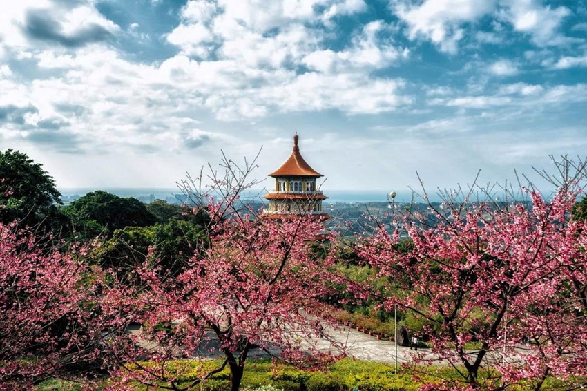 Du Lịch Đài Loan Mùa Hoa Anh Đào: Sắc Hồng Say Đắm Lòng Người 2025