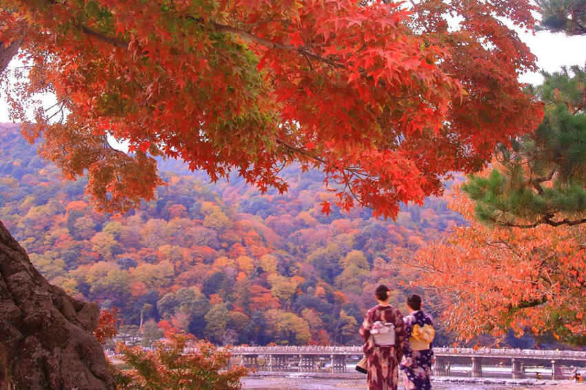 Lễ hội lá đỏ Momiji 2025 | Vẻ đẹp văn hóa Nhật Bản mùa thu