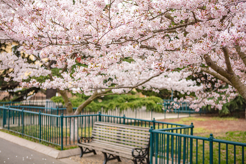 Du lịch Trung Quốc mùa hoa anh đào 2026 - Vì sao Côn Minh & Thanh Đảo hot nhất?