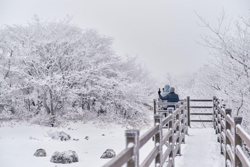 Jeju mùa đông 2025 – Vẻ đẹp kỳ ảo giữa khung cảnh núi Hallasan phủ tuyết